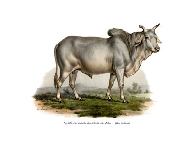 Zebu maliano da German School